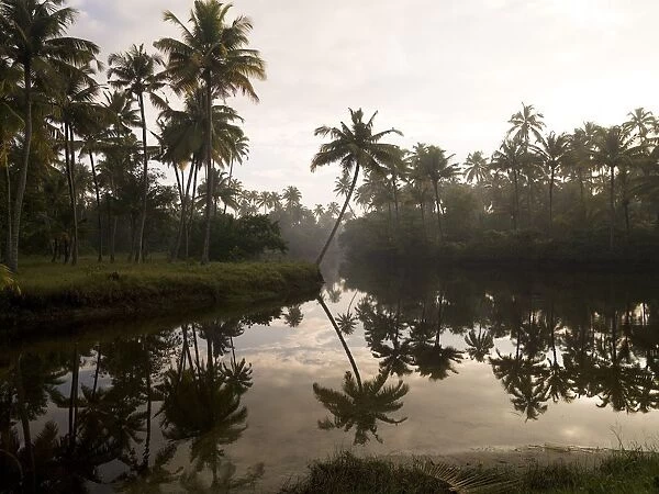 Sunrise And Palm Trees, Kerala, India
