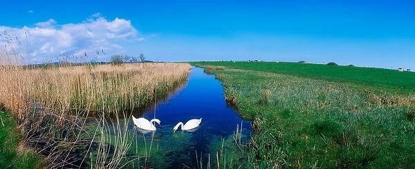Swans On Bog, Near Newcastle, Co Wicklow, Ireland