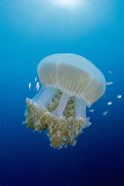 Thailand, Huge Jellyfish Near Crambione Mastigophora Surface With Juvenile Jackfish Caranx Sp? Around Sunburst