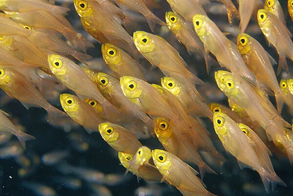 Thailand, Schooling Pygmy Sweepers (Parapriacanthus Ransonneti)