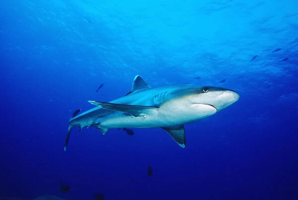 Thailand, Silvertip Shark (Carcharhinus Albimarginatus) In Clear Blue Water