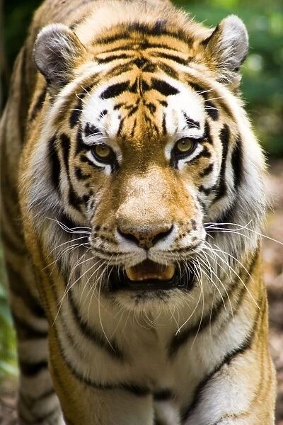 Tiger, Indianapolis Zoo, Indianapolis, Usa