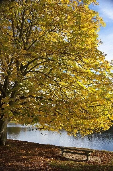 A Tree With Golden Leaves And A Park Bench On The Edge Of The Water In Autumn; North Yorkshire, England