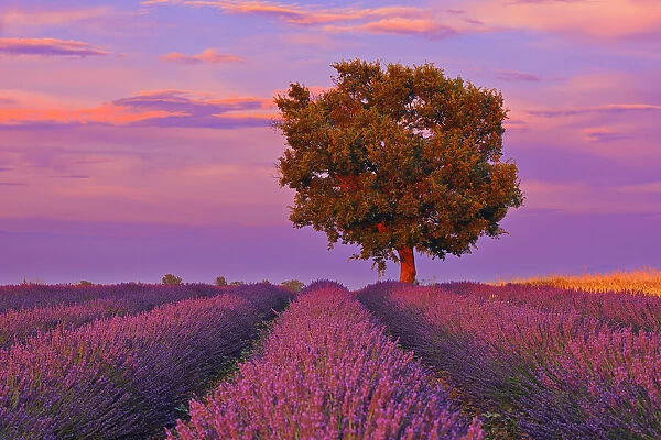 Tree in Lavender Field at Sunset, Valensole Plateau, Alpes-de-Haute-Provence, Provence-Alpes-Cote d┼¢Azur, Provence, France
