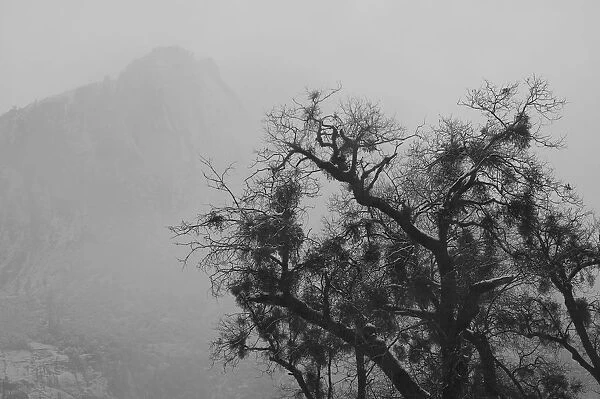 Tree And A Mountain In The Fog In Yosemite Park; California, Usa