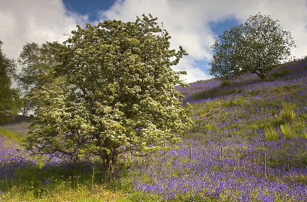 Trees And Purple Wildflowers On A Hillside; Northumberland, England