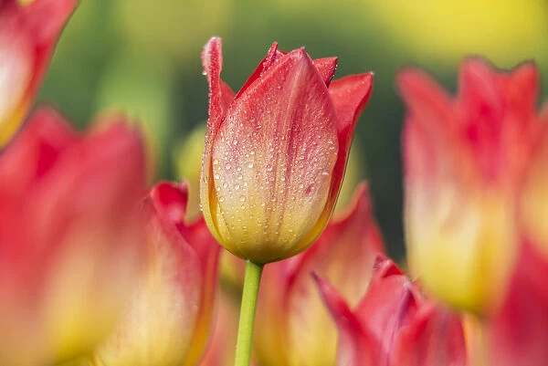 Triumph Tulips (Tulipa), apertif Liliaceae, New York Botanical Garden; Bronx, New York, United States Of America