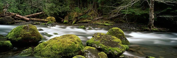 Tunnel Creek, Olympic National Forest, Washington