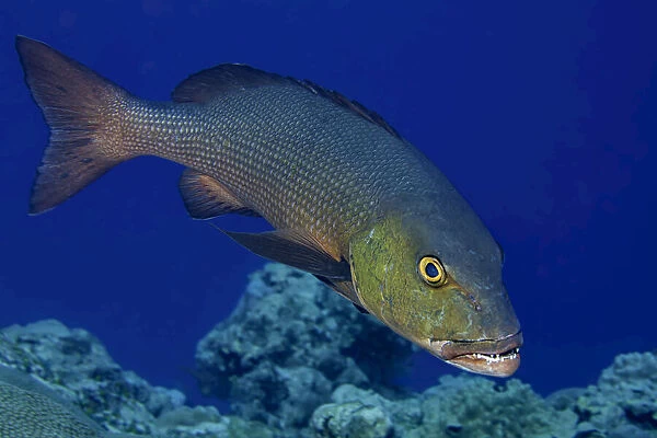 Two-spot Red Snapper on a coral reef, Micronesia
