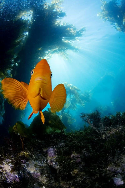 USA, California, Garibaldi Fish (Hypsypops Rubicundus) In Kelp Forest (Macrocystis Pyrifera); Catalina Island