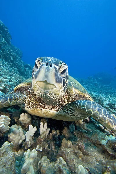 USA, Close-Up of Green Sea Turtle (Chelonia Mydas) on reef; Hawaii