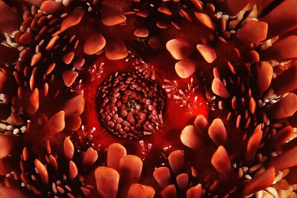 USA, Close Up of Ventral Side Slate Pencil Urchin (Heterocentrotus Mammillatus); Hawaii