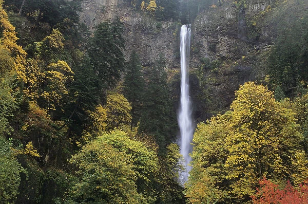 USA, Columbia River Gorge; Oregon, Multnomah Falls Among Fall Colors