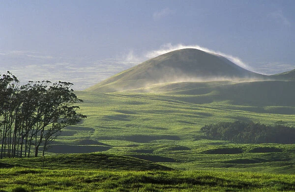 USA, Hawaii, Big Island, pasture and grassy hill covered with fog at Parker Ranch; Waimea, Trees