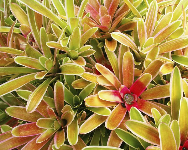 USA, Hawaii, Cluster Of Colorful Bromeliad Plants; Maui