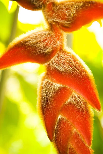 USA, Hawaii, Oahu, Close-Up Of Heliconia Plant; Waikiki