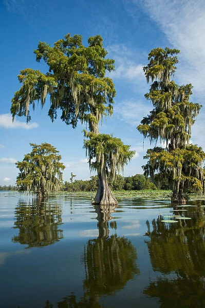USA, Louisiana, Swamp landscape; Breaux Bridge