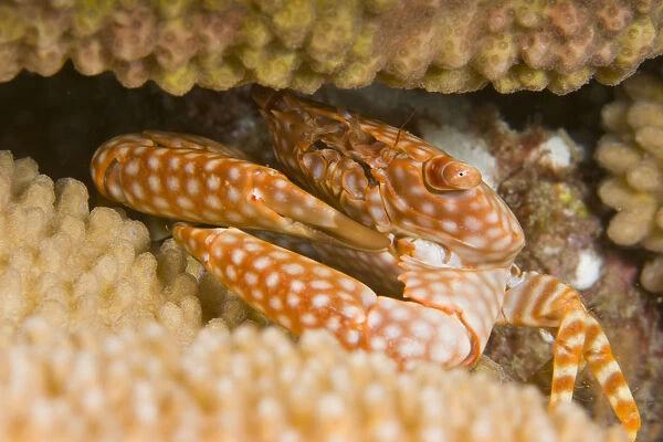 USA, Yellow Spotted Guard Crab (Trapezia Flavopunctata) in Antler Coral (Pocillopora Eydouxi); Hawaii