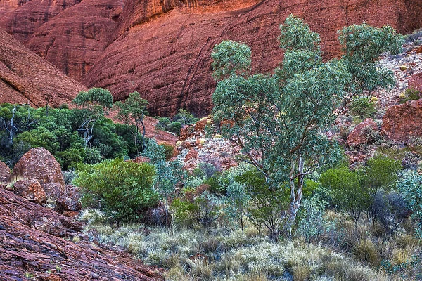 Valley of the Winds, Olgas (Kata Tjuta), Uluru-Kata Tjuta National Park, Northern Territory, Australia