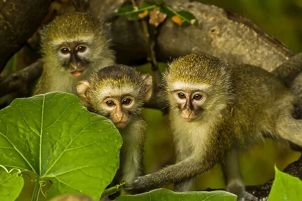 NA. Vervet Monkey (Chlorocebus pygerythrus), Xigera Camp