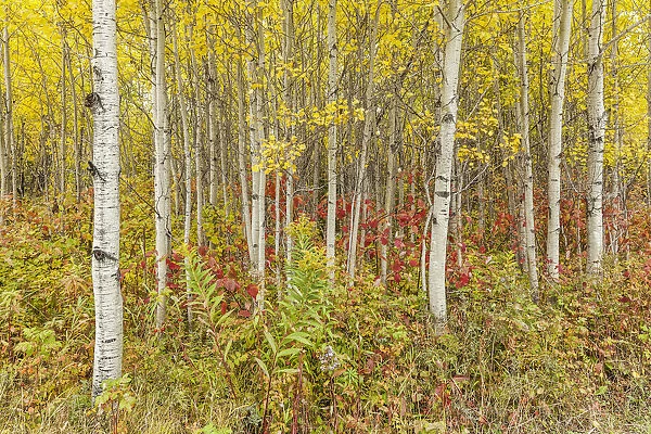 Vibrant autumn coloured forest