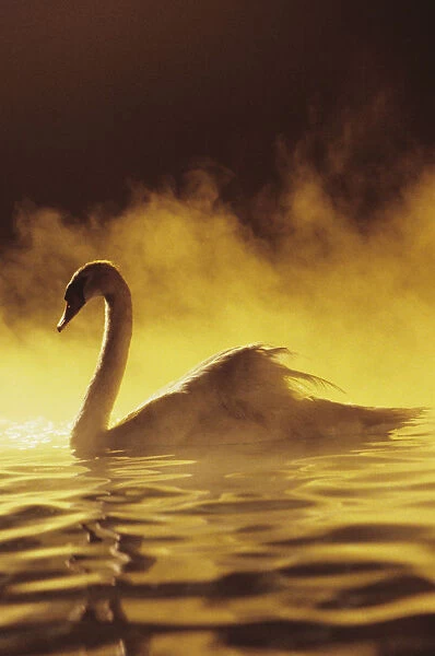 View of Single White African Swan in water