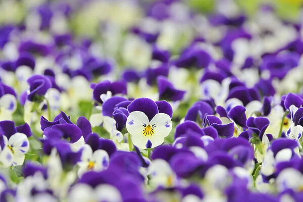 Viola Flowers, Bavaria, Germany