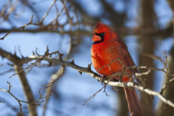 Vivid Red Cardinal (Cardinalis Cardinalis) Sitting On A Tree Branch With A Beautiful Blue Sky In The Background; Kentucky, United States Of America