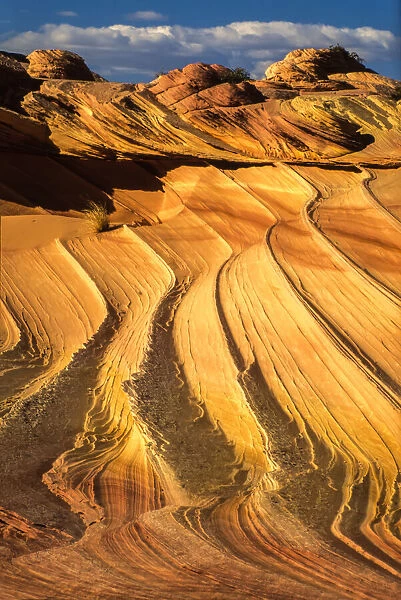 Wavy rock patterns, Coyote Buttes in Paria Canyon  /  Vermilion Cliffs Wilderness, Arizona, USA