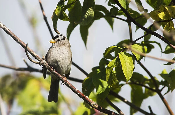 A White-Crowned Sparrow (Zonotrichia Leucophrys) Perches In A Tree; Astoria, Oregon, United States Of America