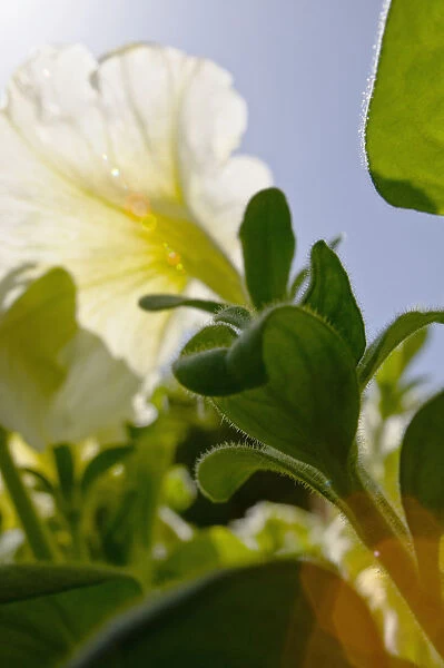 White Petunia, Bright Sunlight Creating Sunflare