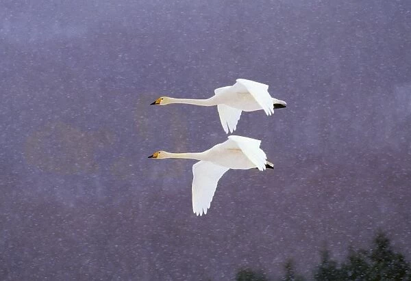 Whooper Swans Flying In Falling Snow