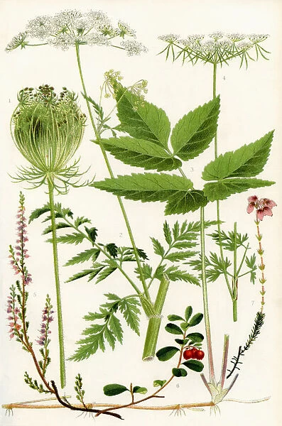 Wildflowers. 1. Wild Carrot 2. Wild Chervil 2. Gout Weed 4. Fools Parsley 5. Ling 6. Cowberry 7. Cross Leaved Heath