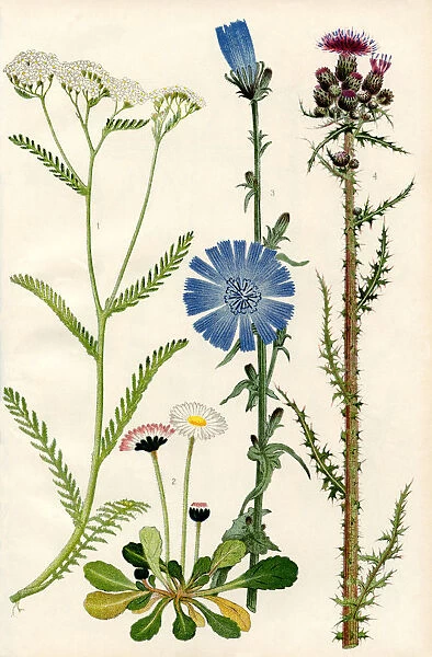 Wildflowers. 1. Yarrow Or Millefoil 2. Daisy 3. Chicory 4. Marsh Thistle