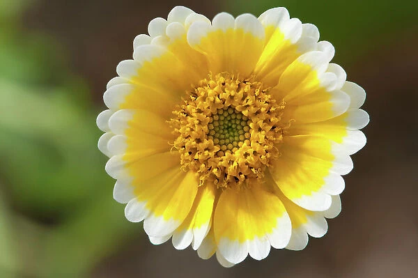 Wildflowers Composite Flowers Yellow White Closeup