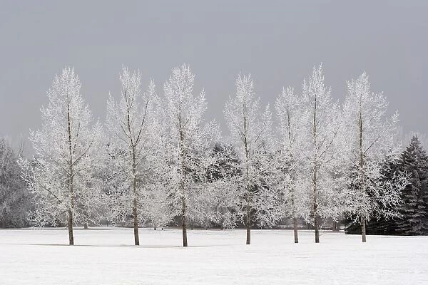 Winter, Calgary, Alberta, Canada