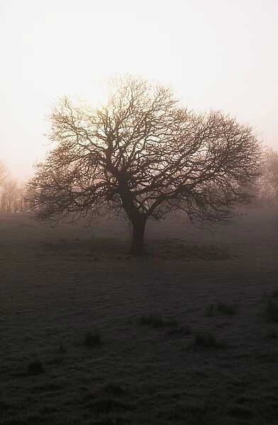 Winter Tree On A Frosty Morning, County Donegal, Ireland