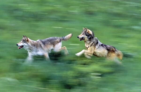 Two Wolves Running Through Meadow