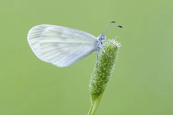 Wood White Butterfly on a plant