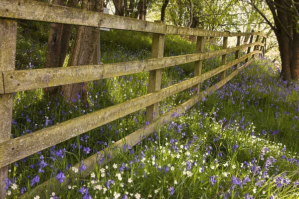 A Wooden Fence In A Forested Area With Blue And White Wildflowers On The Ground; Northumberland, England