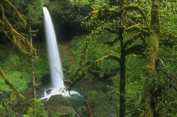 Woodland Waterfall, Usa