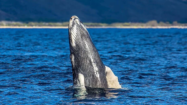 A young humpback whale rises out of the Pacific in a spy hop