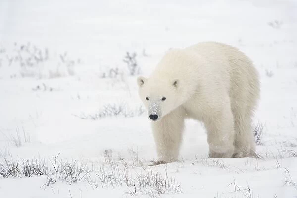 Young Polar Bear (Ursus Maritimus) Walks Across The Snow; Churchill, Manitoba, Canada