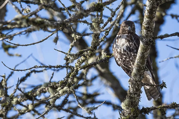 A Young Red-Tailed Hawk Watches For Movement In The Grass Below; Ridgefield, Washington, United States Of America
