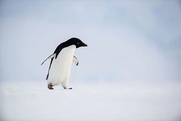 Adelie Penguin (Pygoscelis adeliae), Queen Maud Land, Antarctica