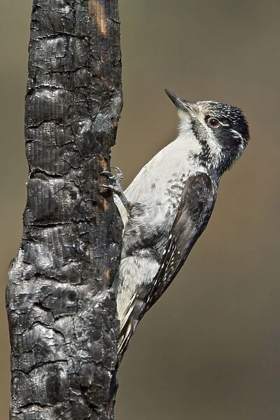 American Three-toed Woodpecker (Picoides dorsalis) female, Manitoba, Canada