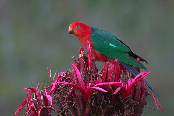 Australian King Parrot (Alisterus scapularis) male, New South Wales, Australia