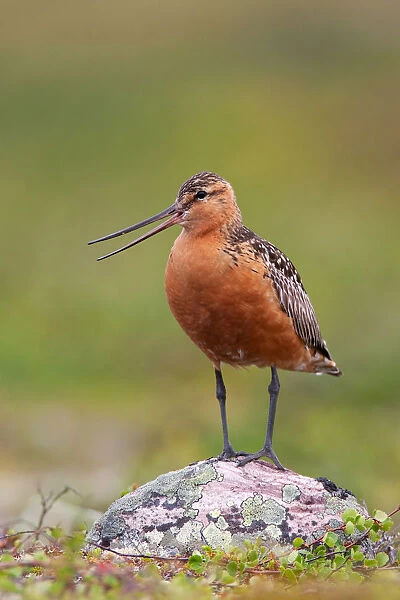 Bar-tailed Godwit (Limosa lapponica) male calling, Finnmark, Norway