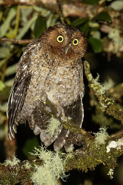 Bare-shanked Screech Owl (Megascops clarkii), Costa Rica