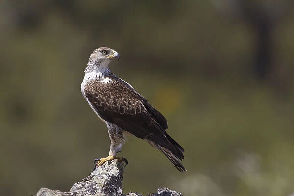 Bonellis Eagle (Aquila fasciata) male, Portugal